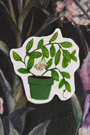 hoja calistophylla Naklejka Hoja hoya calistophylla