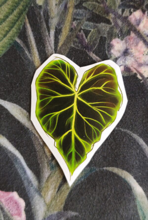 leaf1 Naklejka Liść Philodendron Verrucosum