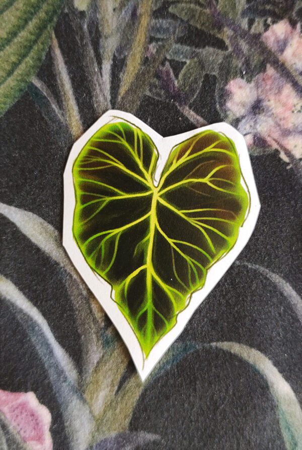 Naklejka Liść Philodendron Verrucosum