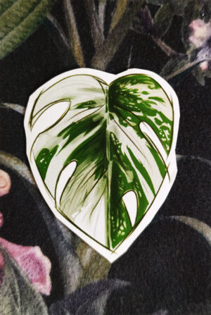 leaf3 Naklejka Liść Monstera Variegata