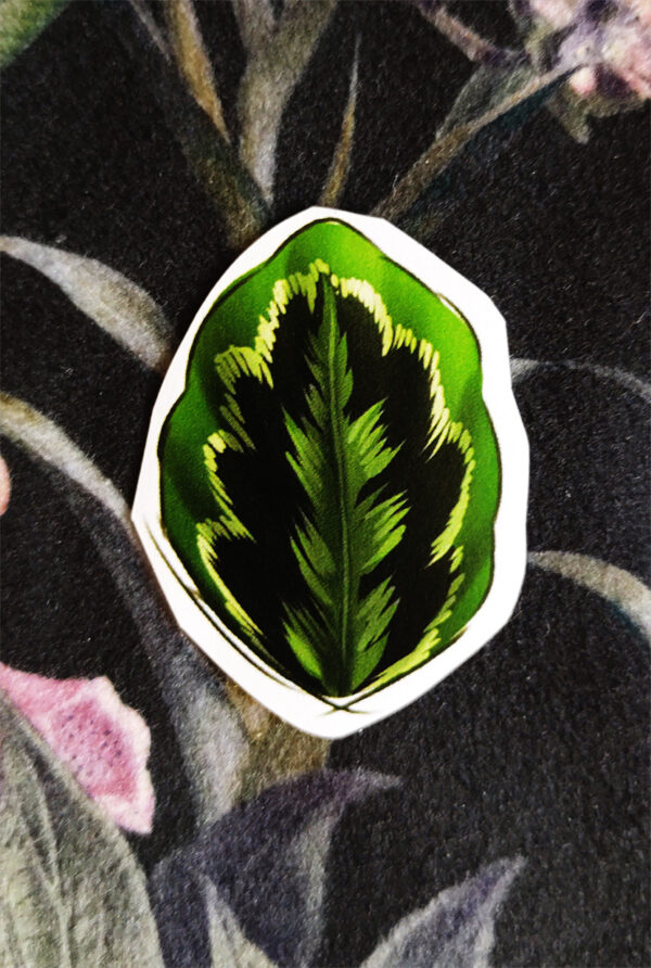 Naklejka Liść Calathea Medallion